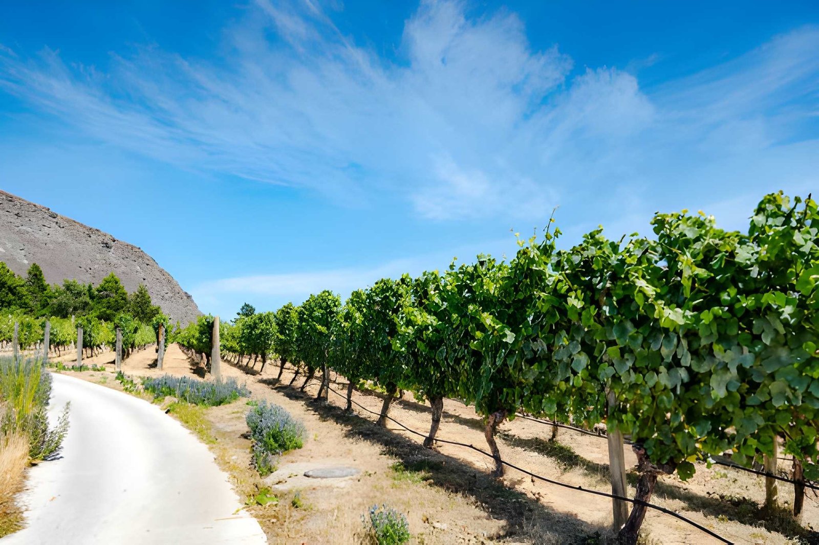 Sunnyslope Wine Trail